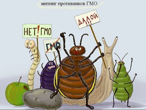 - плюсы и минусы гмо продуктов 